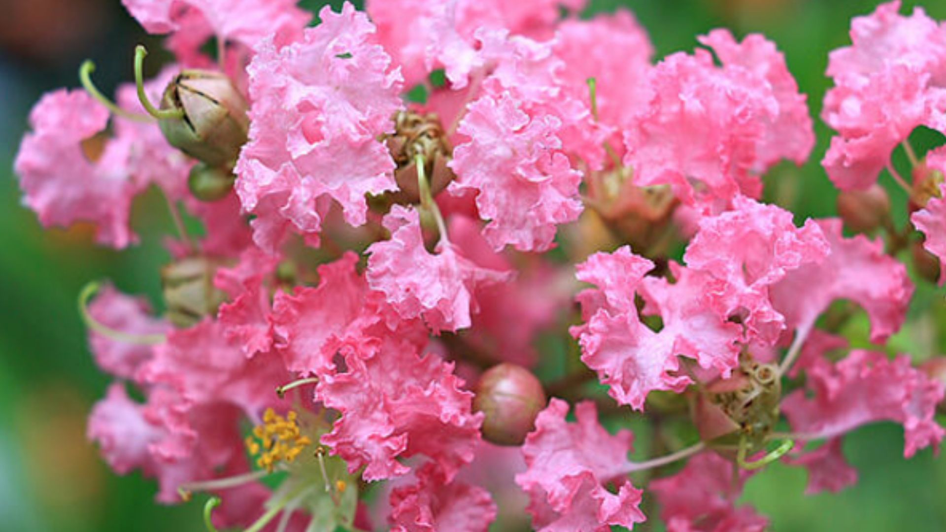 Công Dụng Của Hoa Tường Vi